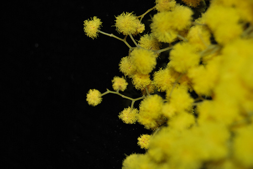 mimosa